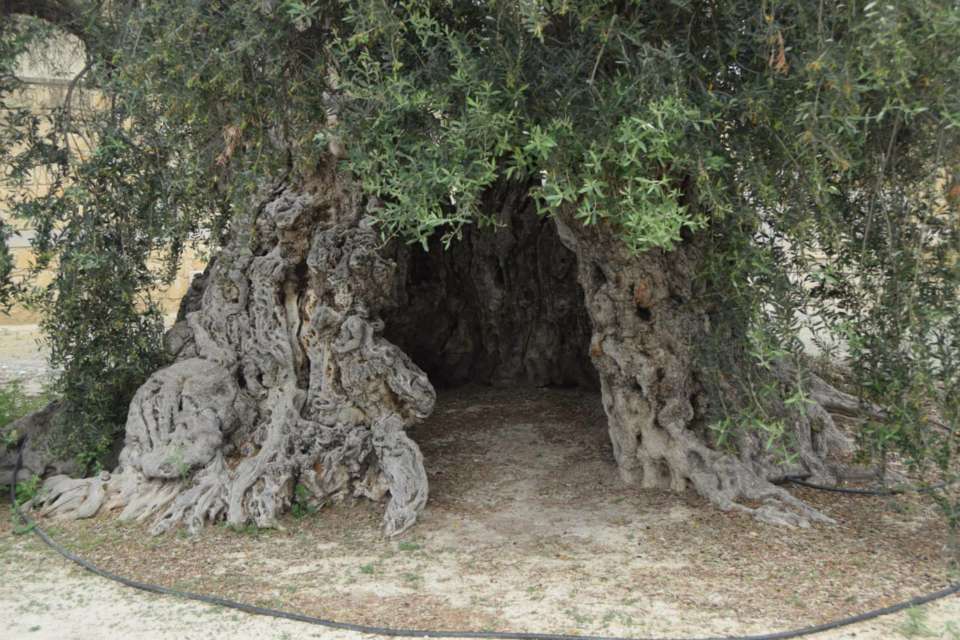 Κουφάλα