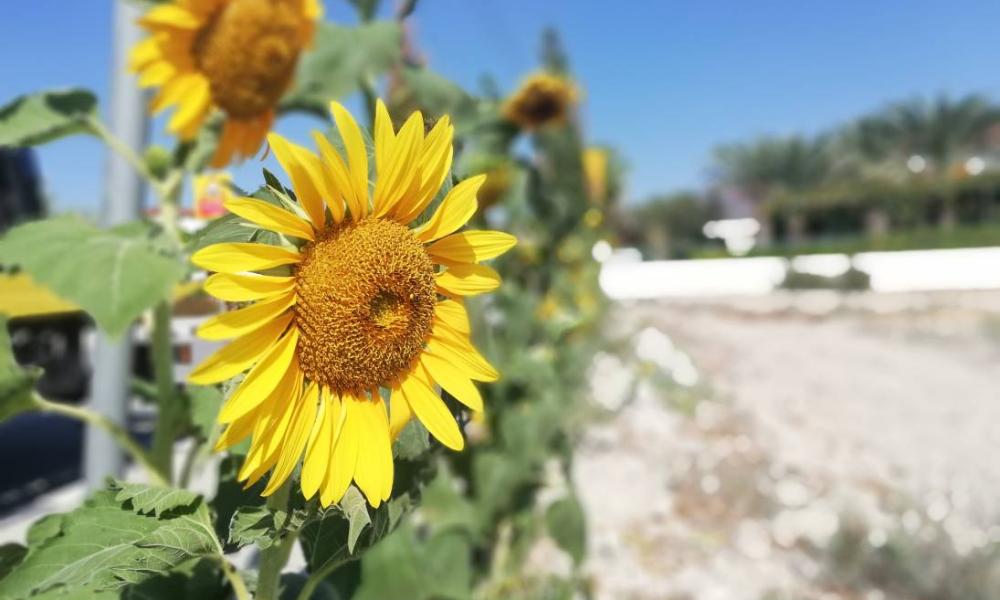 Sunflower